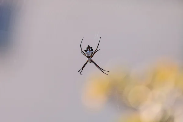 Серебряный паук-аргиопа под названием Argiope argentata — стоковое фото
