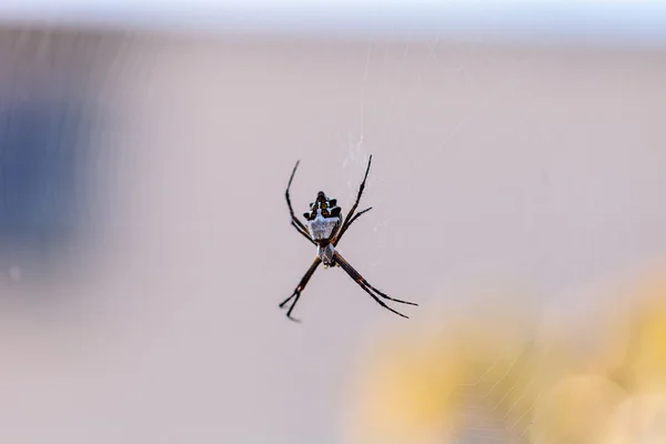 Серебряный паук-аргиопа под названием Argiope argentata — стоковое фото