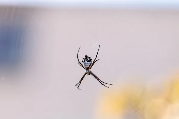 Серебряный паук-аргиопа под названием Argiope argentata — стоковое фото