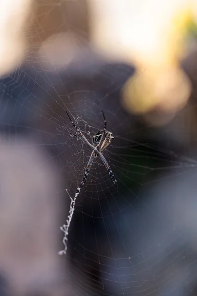 Aranha de prata argiope chamada Argiope argentata — Fotografia de Stock