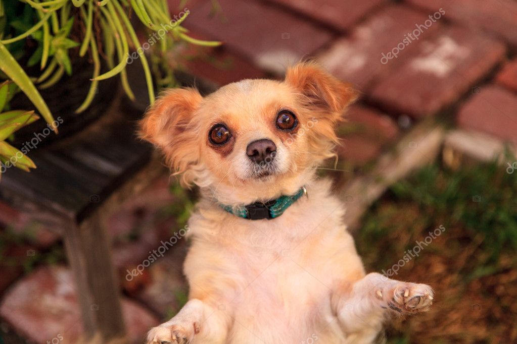 Race De Petit Chien Poil Long