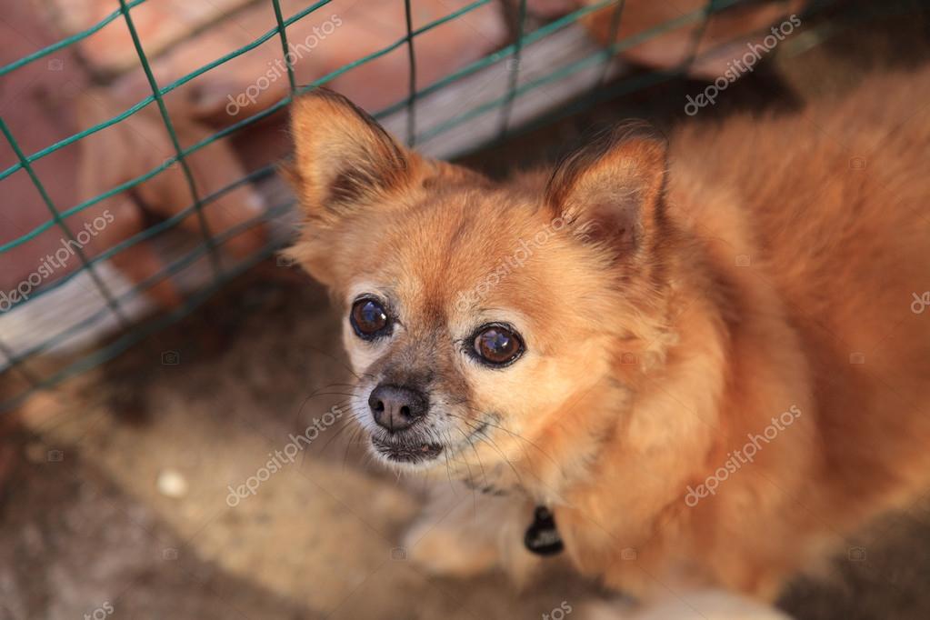 Petit Chien De Race Mélangée Chihuahua Poil Long