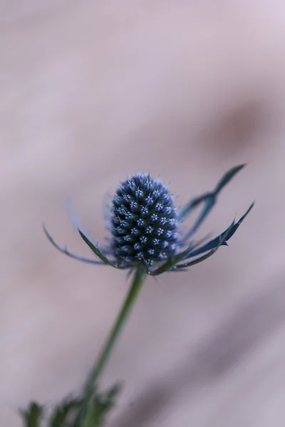Macro of a single blue thistle Eryngium flower — Stock Photo, Image