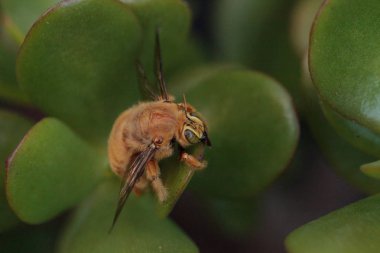 Altın renkli erkek Vadisi marangoz arı