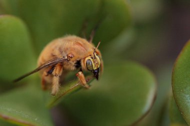 Altın renkli erkek Vadisi marangoz arı