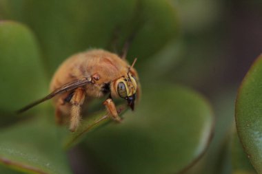 Altın renkli erkek Vadisi marangoz arı
