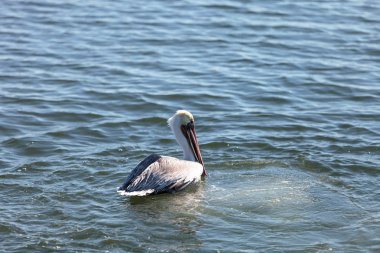 kahverengi Pelikan, pelecanus occidentalis