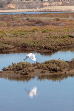 Büyük ak balıkçıl kuş, Ardea alba