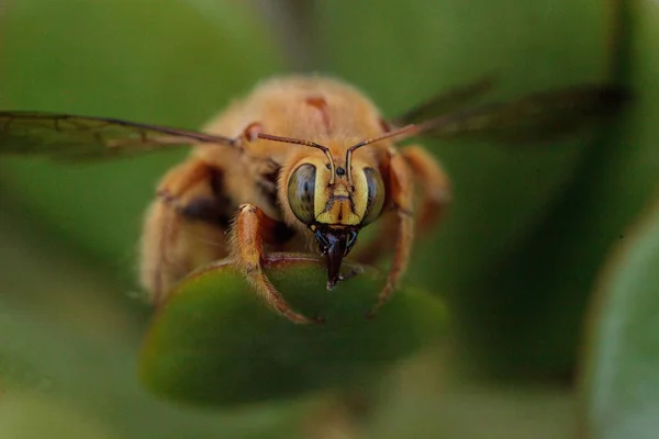 Or couleur mâle vallée charpentier abeille — Photo