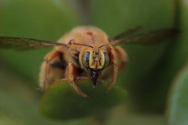 Or couleur mâle vallée charpentier abeille — Photo