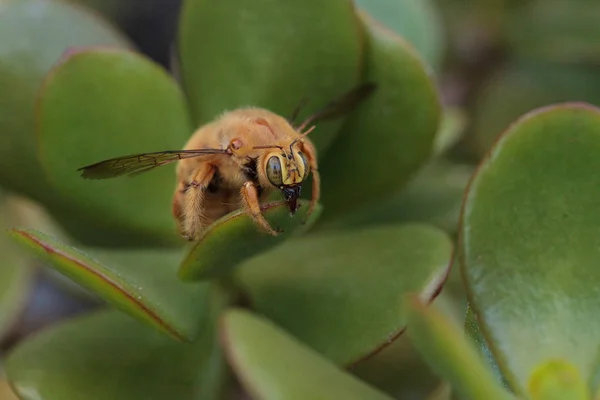 골드 색된 남성 밸리 목수의 꿀벌 — 스톡 사진