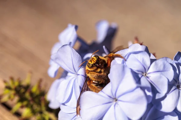 골드 색된 남성 밸리 목수의 꿀벌 — 스톡 사진