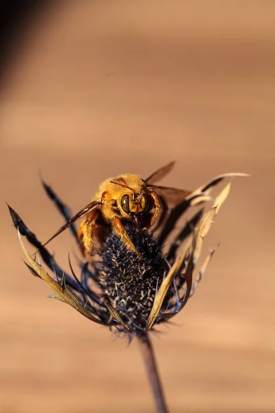 Altın renkli erkek Vadisi marangoz arı — Stok fotoğraf
