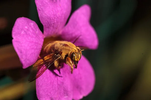 Zlatá barva mužské údolí carpenter bee — Stock fotografie