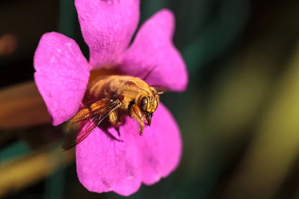 Золотая пчела-плотник из долины — стоковое фото