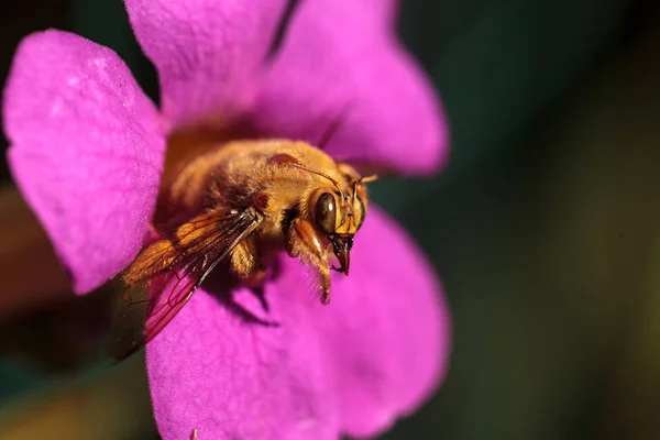 Ouro colorido masculino vale carpinteiro abelha — Fotografia de Stock