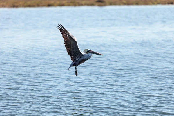 Brown pelican, Pelecanus occidentalis — Stock Photo, Image