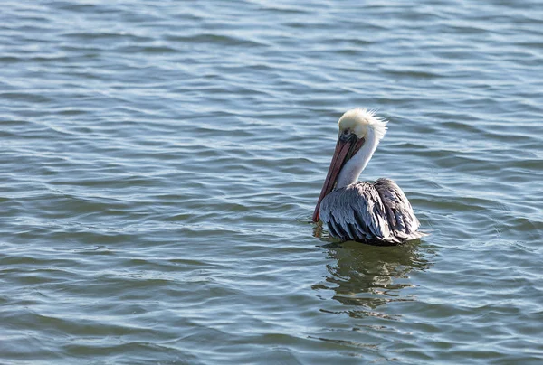 Pelikán hnědý, pelecanus occidentalis — Stock fotografie