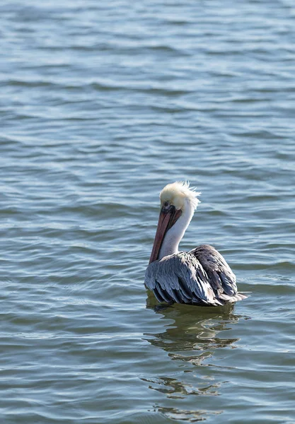 Bruine pelikaan, pelecanus occidentalis — Stockfoto