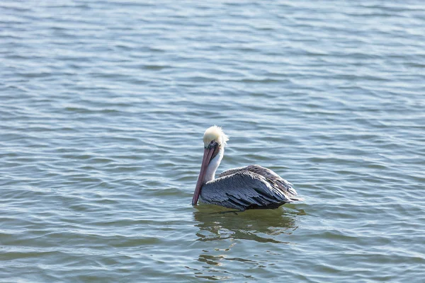 Braunpelikan, Pelecanus occidentalis — Stockfoto