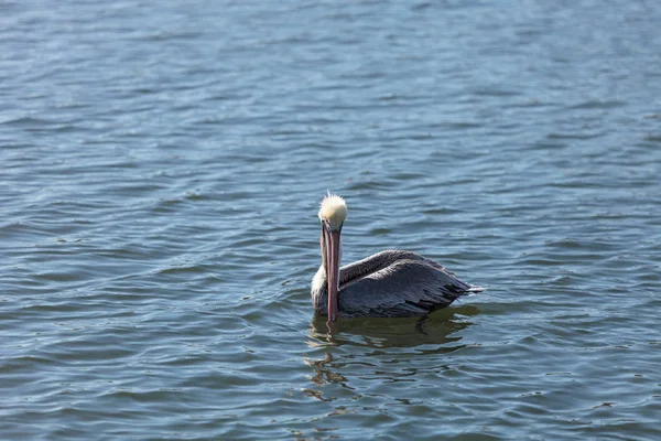 Braunpelikan, Pelecanus occidentalis — Stockfoto