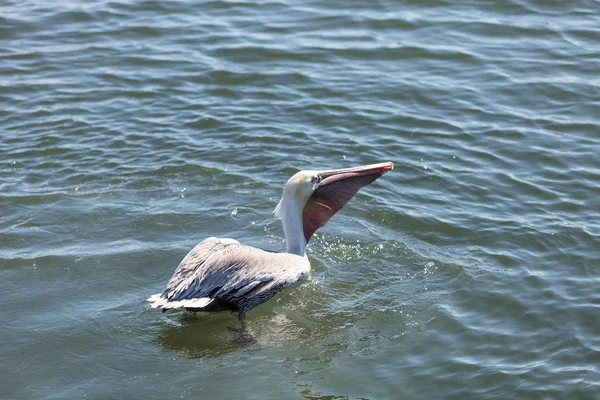 Pelicano castanho, pelecanus occidentalis — Fotografia de Stock