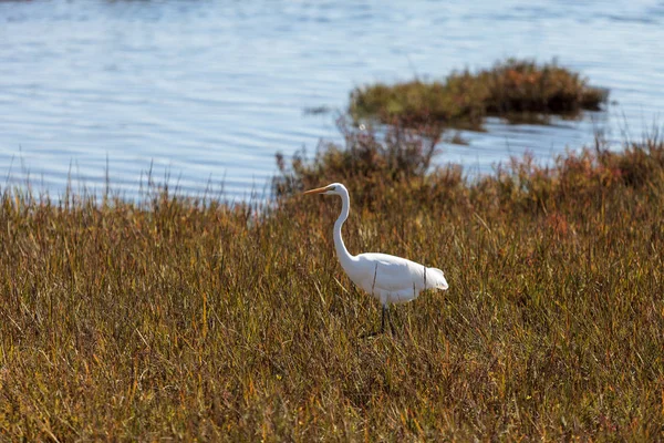 Silberreiher, ardea alba — Stockfoto