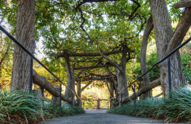 Wisteria asma altında yola  