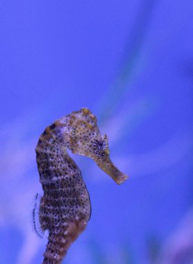 Longsnout Hippocampus Hippocampus reidi bilinen