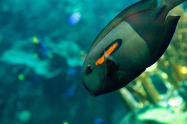 Turuncu omuz tang balık orangeshoulder ve Acanthurus olivaceus denir