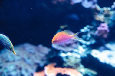 Pseudanthias bicolor pembe Bicolor anthias balık