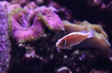 Pembe kokarca palyaço balığı Amphiprion perideraion denir