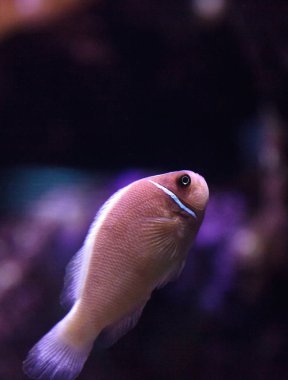 Pembe kokarca palyaço balığı Amphiprion perideraion denir