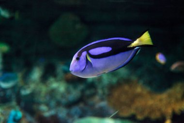Palet tang balık Paracanthurus hepatus