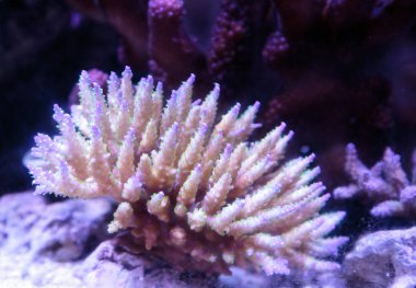 Pembe uçlu staghorn Acropora mercan