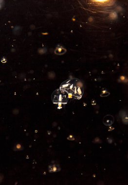 Eutonia indicans denilen küçük şemsiye denizanası