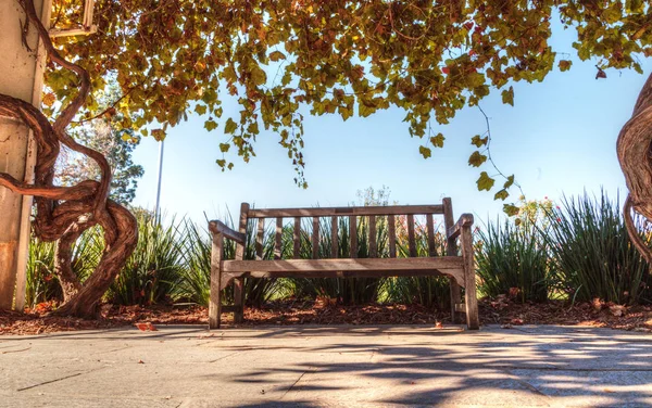 Worn wood bench under a wisteria vine — Stock Photo, Image
