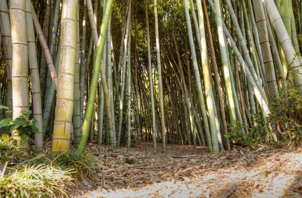 Kalın Çin bambu bambu yolu 