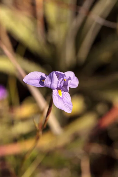 Pequeño iris púrpura Douglas — Foto de Stock