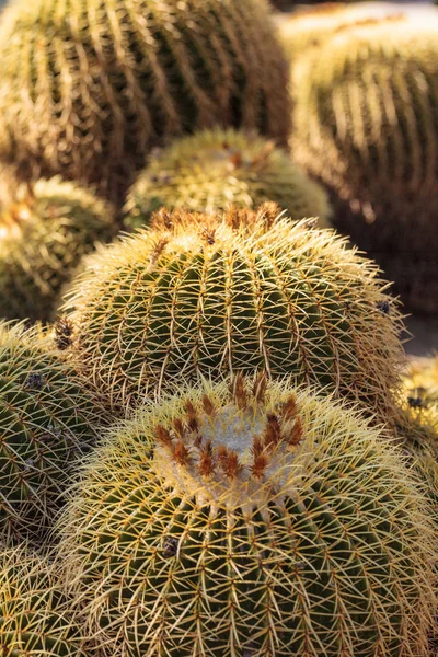Altın varil kaktüs echinocactus grusonii