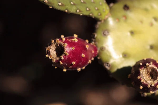 Frutta rossa su Prickly Pear Opuntia bravoana cactus — Foto Stock
