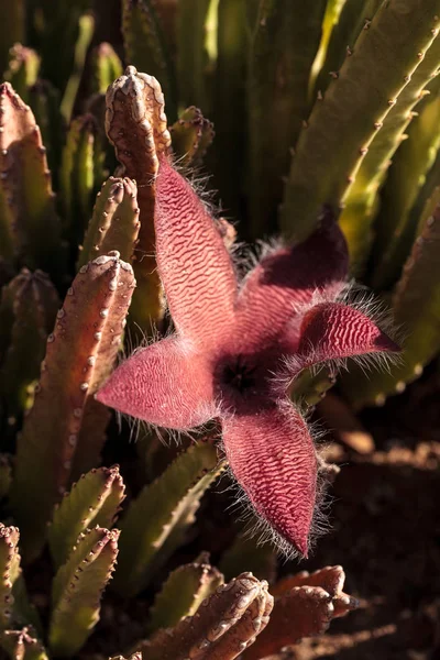 Fleurs rouges sur un cactus Stapelia gigantea — Photo