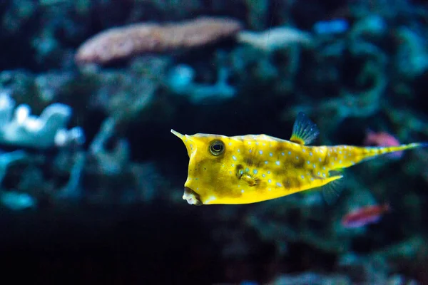 롱혼 돌고래, Lactoria cornuta, boxfish 가족은 — 스톡 사진