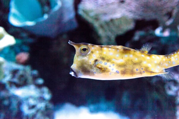 Longhorn cowfish, Lactoria cornuta, boxfish aileden olduğunu — Stok fotoğraf