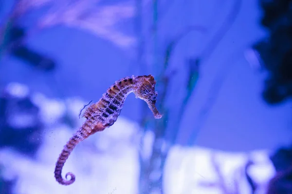 Longsnout-Seepferdchen als Hippocampus reidi bekannt — Stockfoto