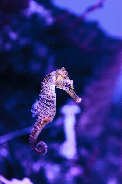 Cavalo-marinho de Longsnout conhecido como Hippocampus reidi — Fotografia de Stock