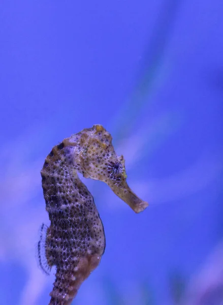 Морський коник, відомий як Гіппокамп Реїді — стокове фото