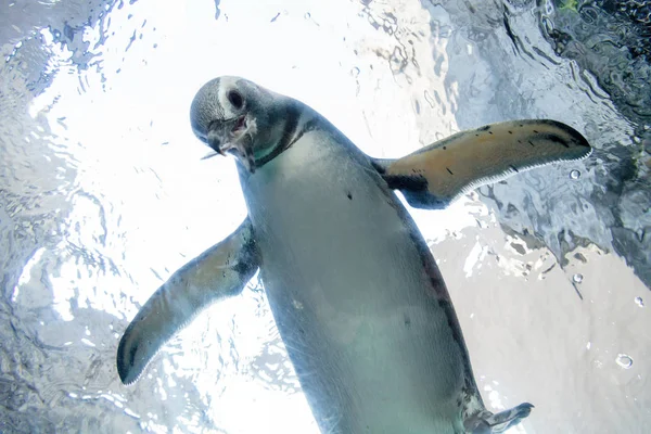 Pingüino magallánico blanco y negro Spheniscus magellanicus — Foto de Stock