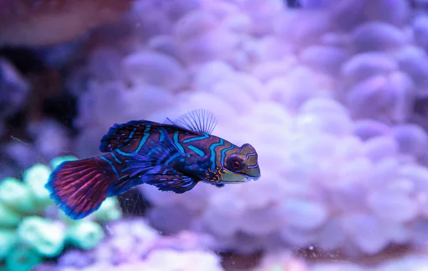 Mandarim goby também é chamado de arrastão mandarim Synchiropus splandidus — Fotografia de Stock