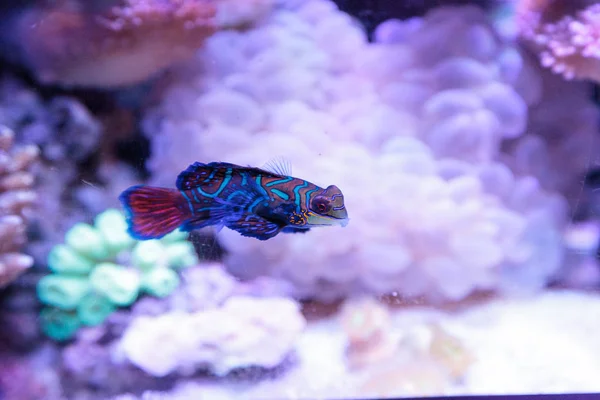 Mandarim goby também é chamado de arrastão mandarim Synchiropus splandidus — Fotografia de Stock